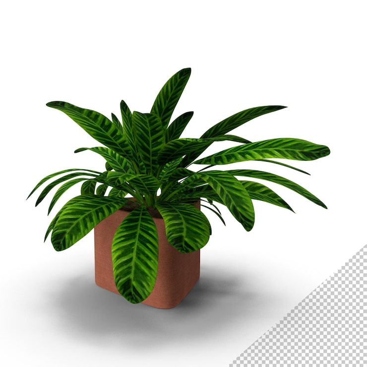 PSD planta png