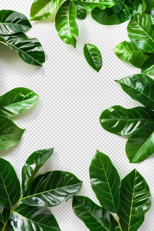 PSD plantas verdes sobre un fondo transparente