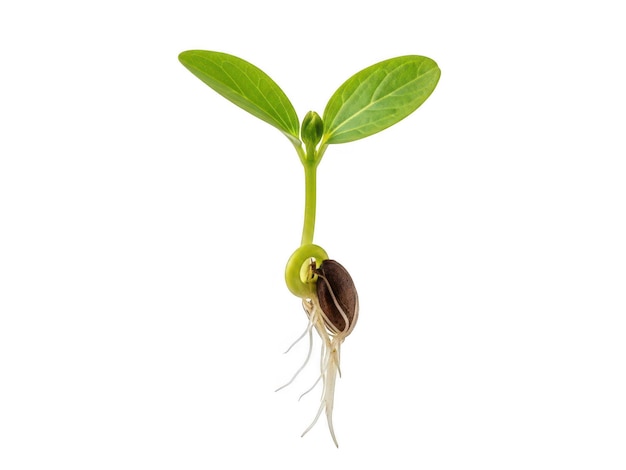 PSD plantule émergente avec feuilles vertes