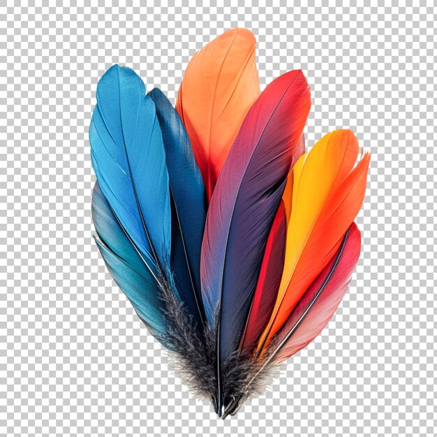 PSD las plumas de colores