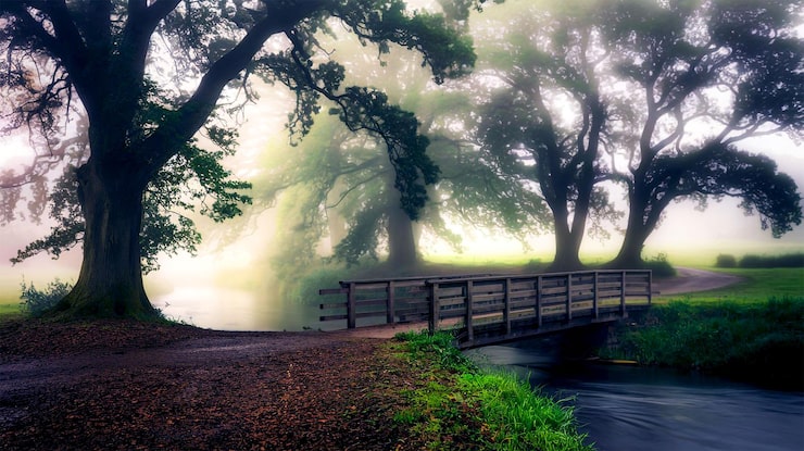 PSD un pont dans le brouillard est entouré d'arbres