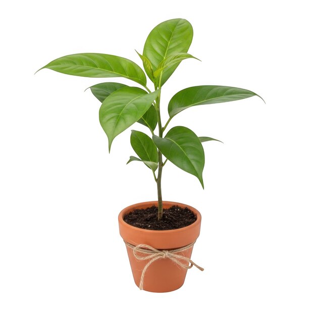 PSD potted plant with jute string bow isolated