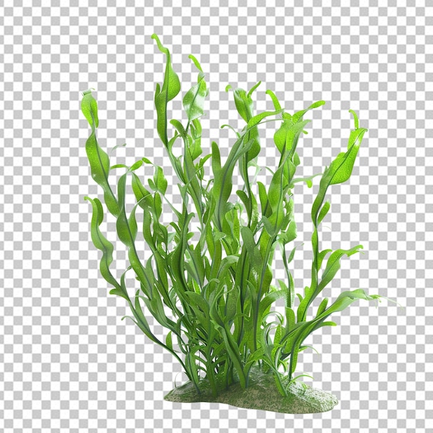 PSD psd png da planta