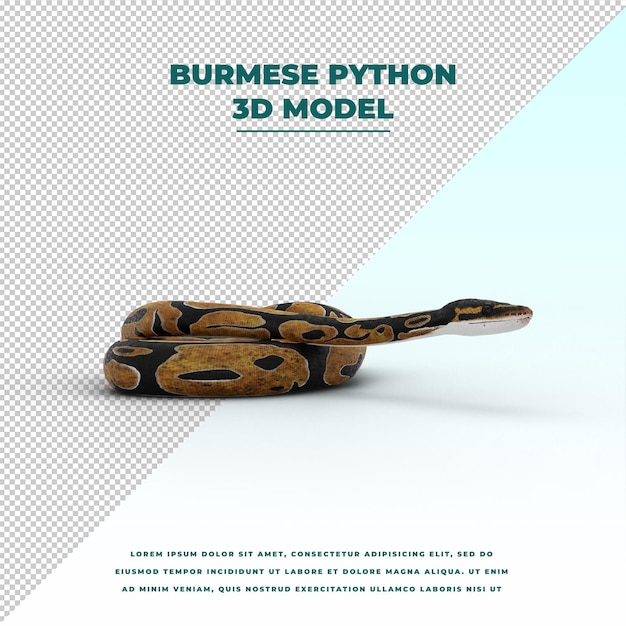 PSD python birman