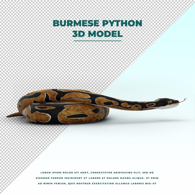 PSD python birman