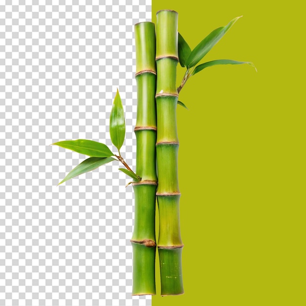 PSD ramo de bambu isolado em fundo transparente