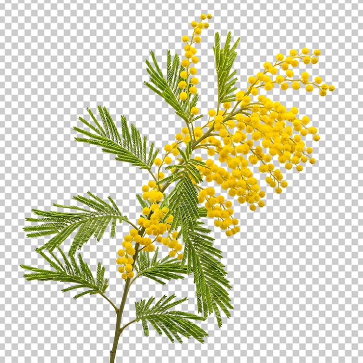 PSD ramo di mimosa dorata con foglie verdi