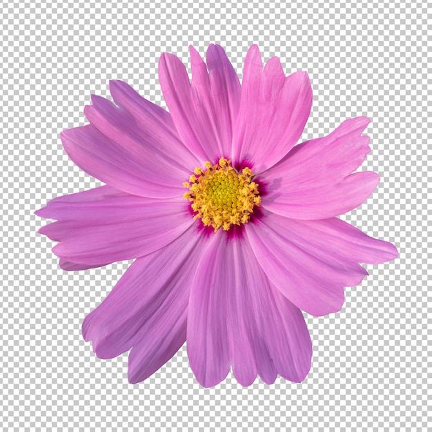 PSD rendu isolé de fleur de cosmos rose