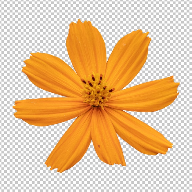 PSD representación aislada de la flor del cosmos naranja