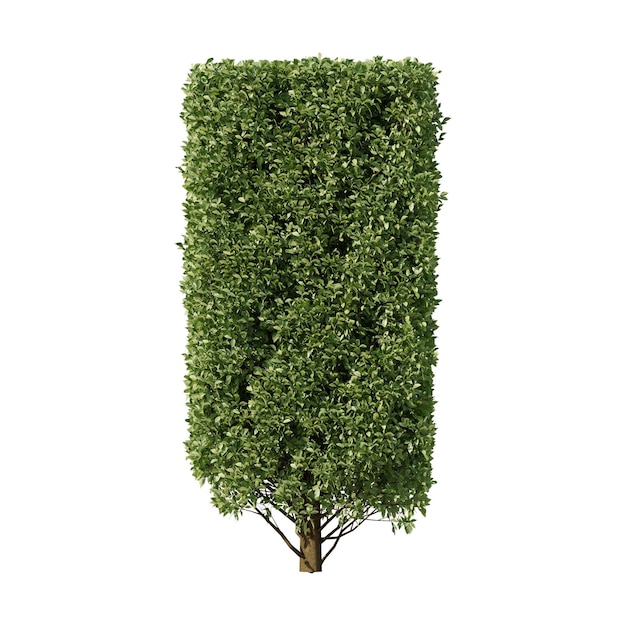 PSD seto rectangular con follaje verde