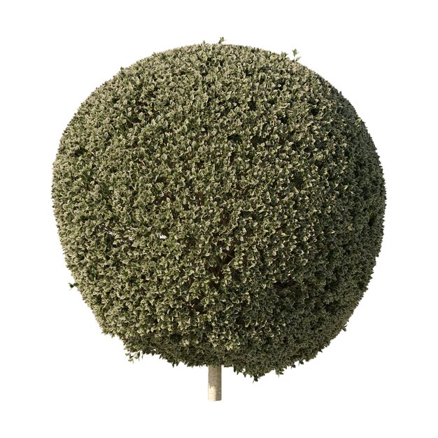 PSD sférický keř topiary v zahradě
