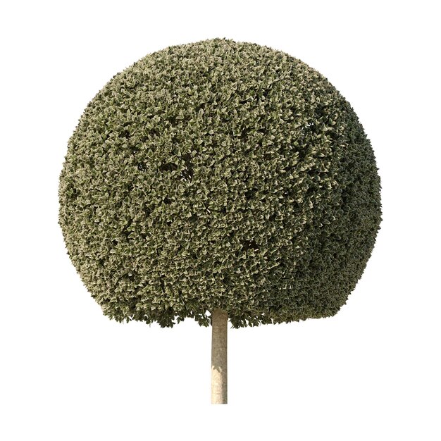 PSD sférický topiary strom