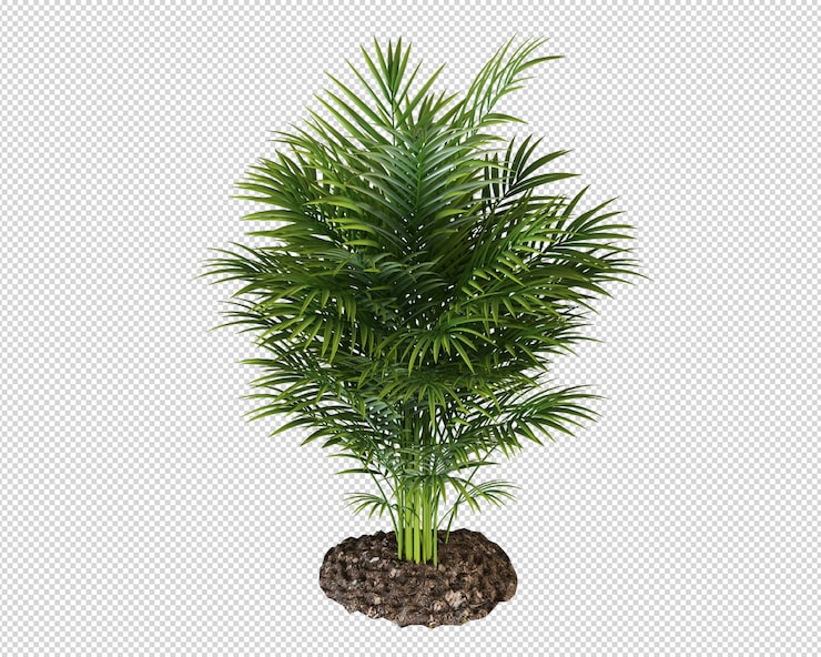 PSD uma palmeira com fundo preto e fundo branco.