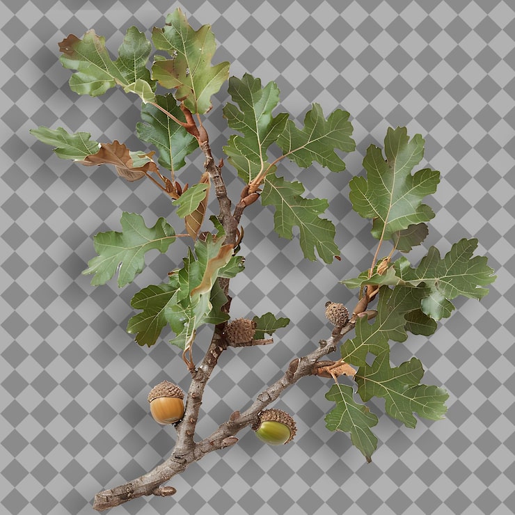 PSD un albero con la parola ghianda su di esso