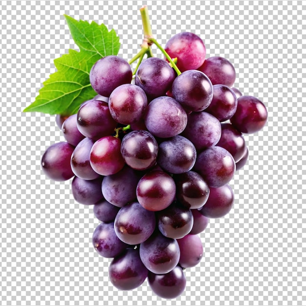 PSD uva