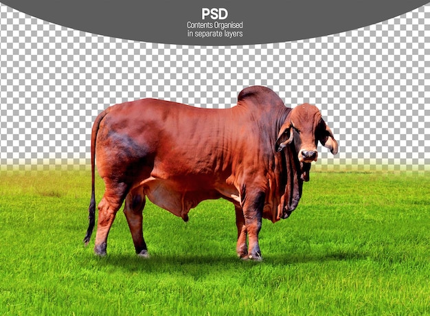 PSD vaca toro aislada en un fondo transparente