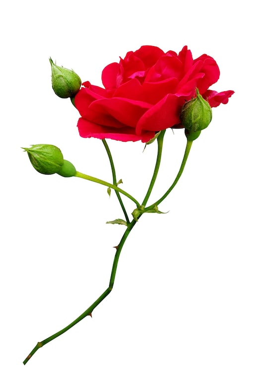 PSD vue rapprochée d'une rose rouge vibrante avec des bourgeons isolés sur le blanc