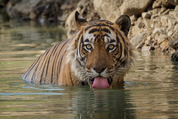 Ücretsiz Fotoğraf doğada muhteşem bengal kaplanı