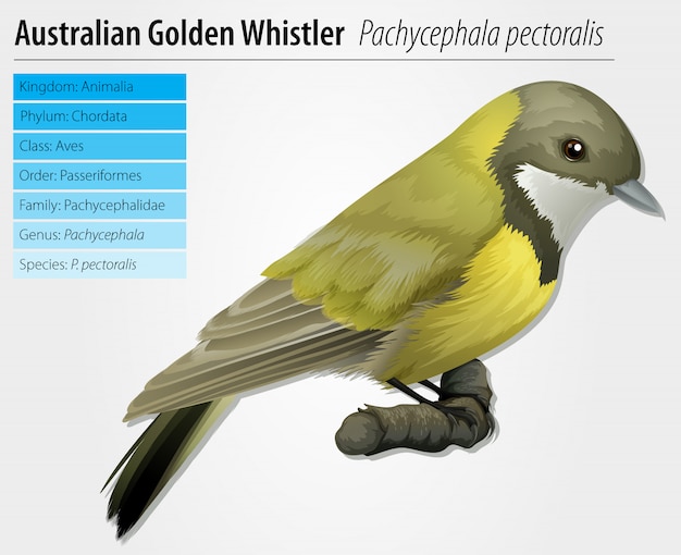 Ücretsiz Vektör pachycephala pectoralis
