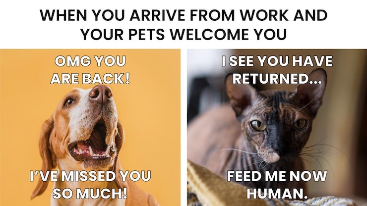 Vecteur gratuit chat vs chien bienvenue meme