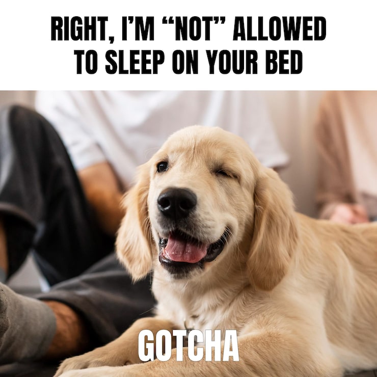 Vecteur gratuit chien drôle avec gotcha wink animal meme
