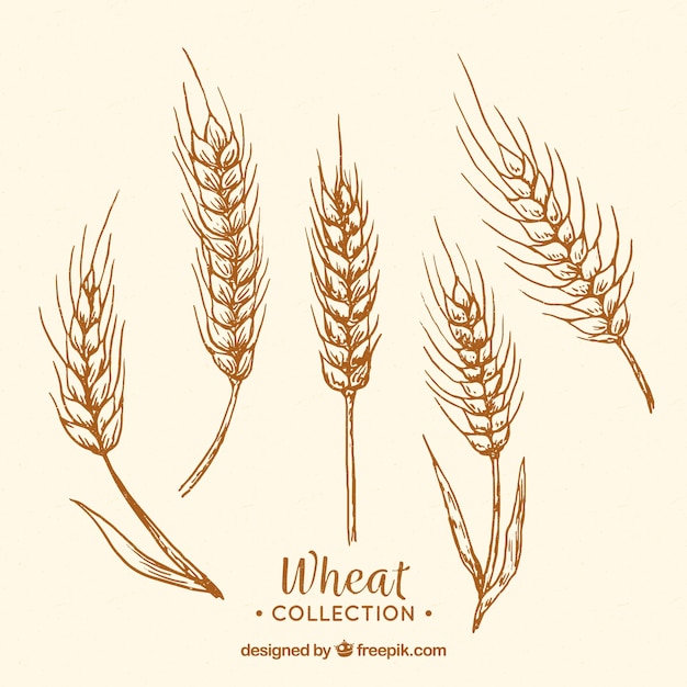 Vecteur gratuit collection de blé dessiné à la main