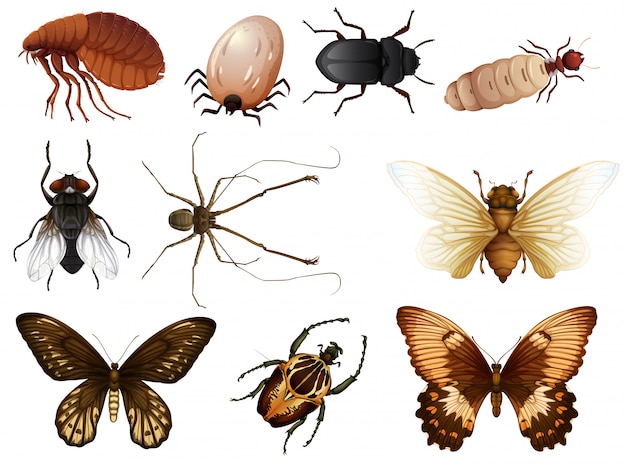 Vecteur gratuit ensemble de bug et insecte
