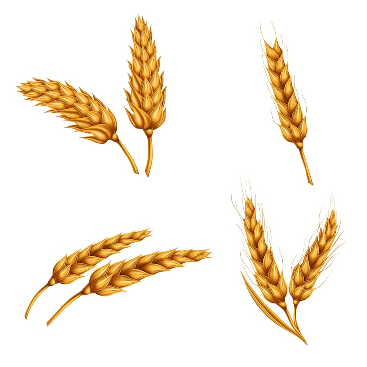Vecteur gratuit ensemble d'illustrations vectorielles d'épilleuses de blé, de grains, de gerbes de blé isolées sur fond blanc.