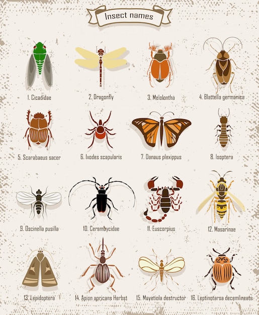 Vecteur gratuit ensemble d'insectes colorés