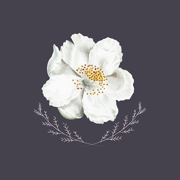 Vecteur gratuit fleur d'églantier blanche en fleurs