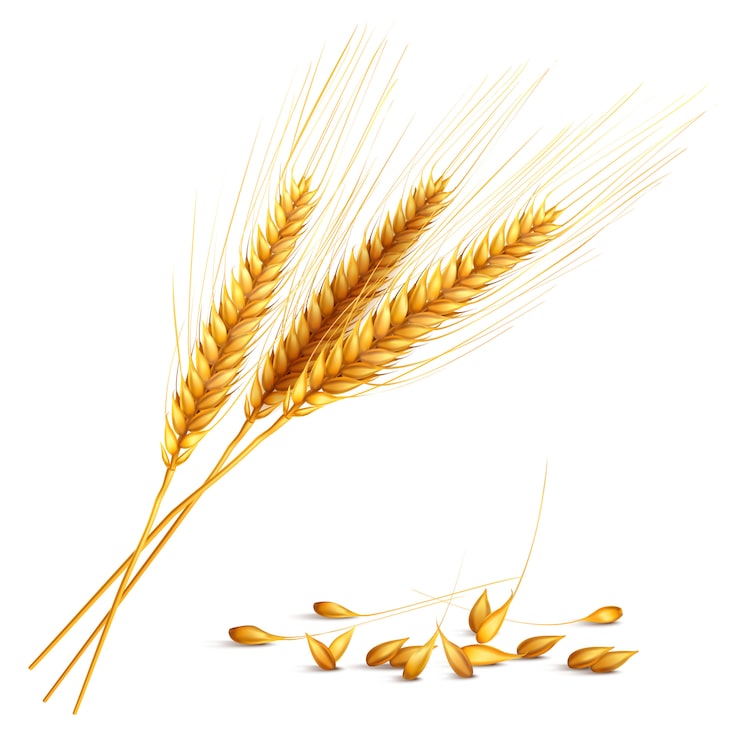 Vecteur gratuit illustration de grain d'orge