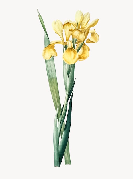 Vecteur gratuit illustration vintage d'iris monnieri