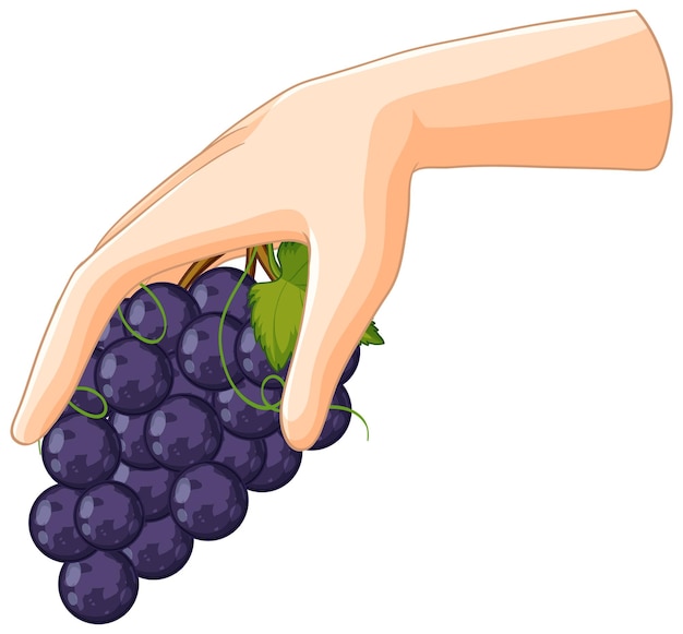 Vecteur gratuit la main tenant une grappe de raisin