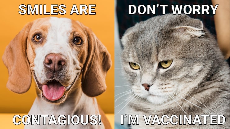 Vecteur gratuit mème animal drôle de chat grincheux