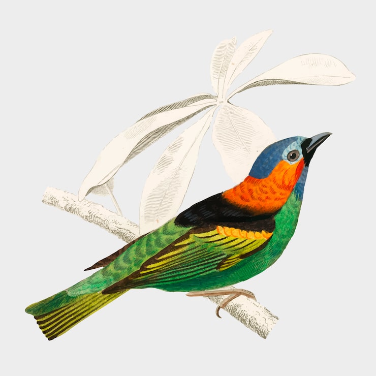 Vecteur gratuit oiseau