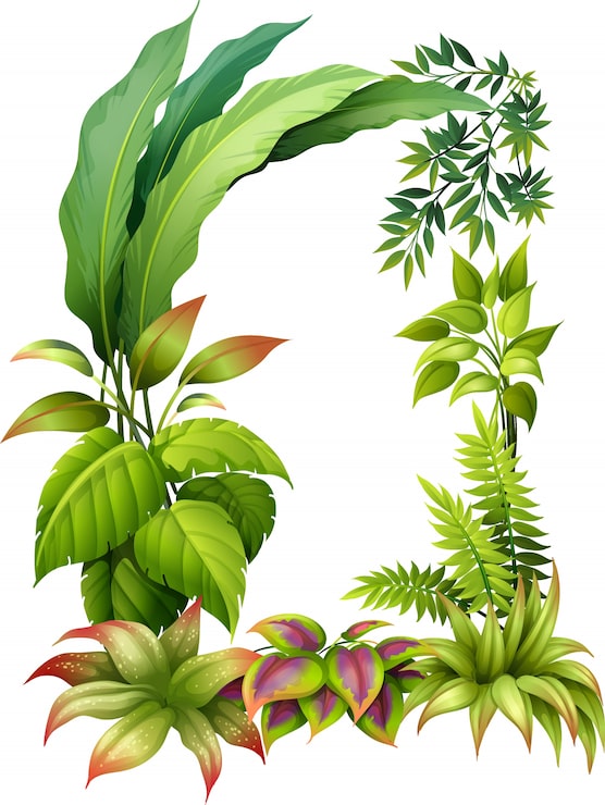 Vecteur gratuit plantes à feuilles