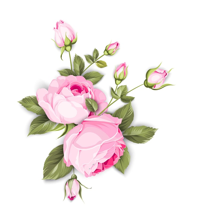 Vecteur gratuit rose en fleurs sur fond blanc