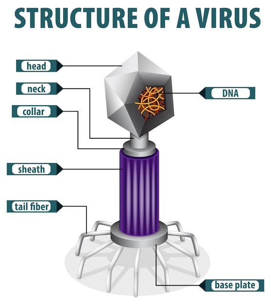 Vecteur gratuit la structure d'un virus