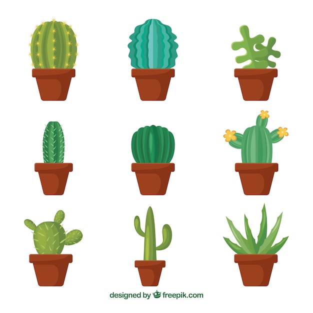 Vecteur gratuit variété originale de cactus plats