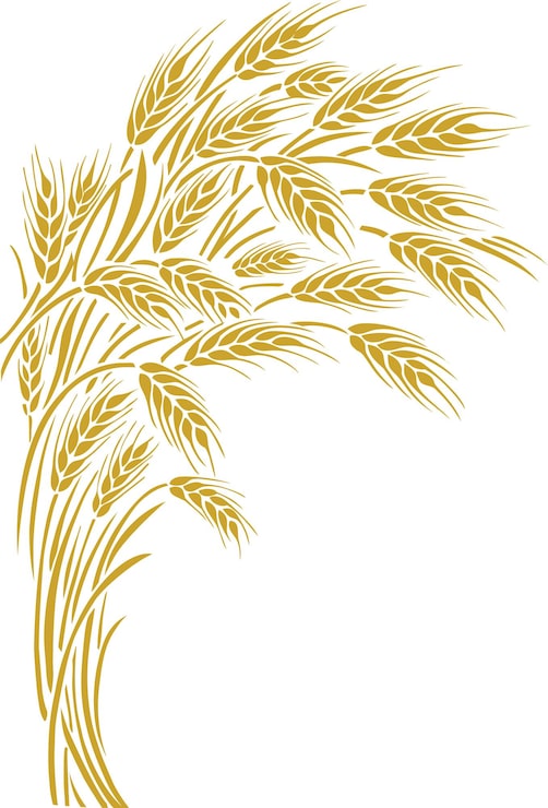 Vecteur bordure de cadre ou élément d'angle d'épis de blé