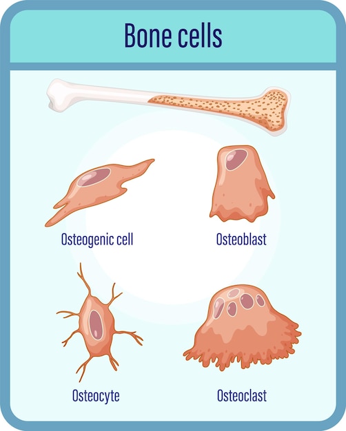Vector gratuito anatomía de las células óseas humanas