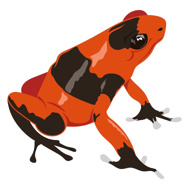 Vector gratuito anfibio rana roja y negra