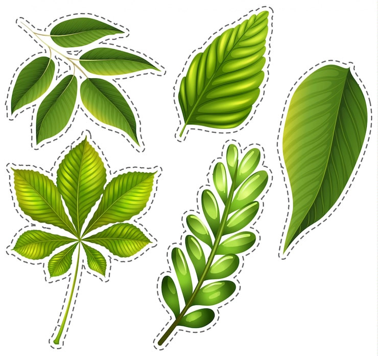Vector gratuito colección de hojas verdes