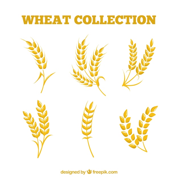 Vector gratuito colección plana de trigo