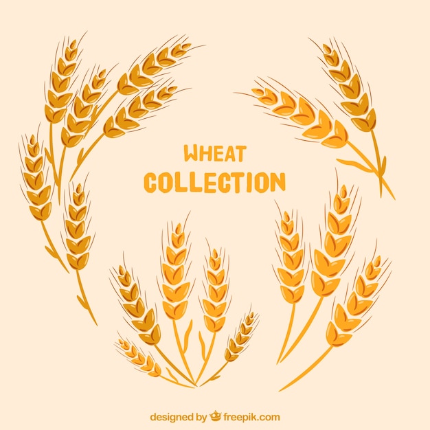 Vector gratuito colección plana de trigo
