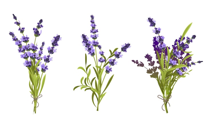 Vector gratuito composiciones florales que consisten en ramitas de lavanda atadas en ramo por ilustración vectorial aislada de hilo