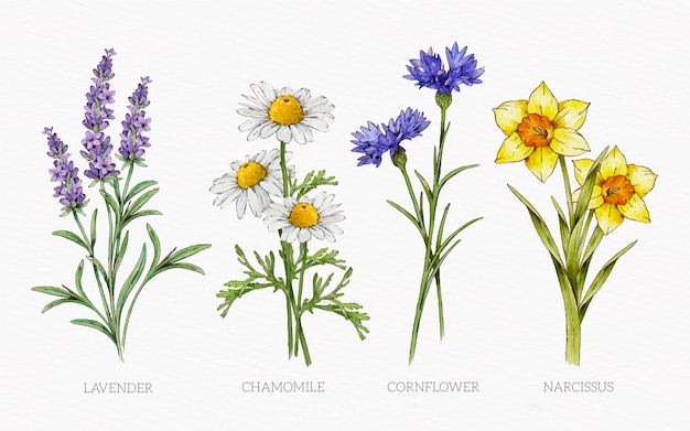 Vector gratuito conjunto de carta de flores botánicas acuarela