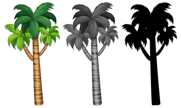 Vector gratuito conjunto de palmera