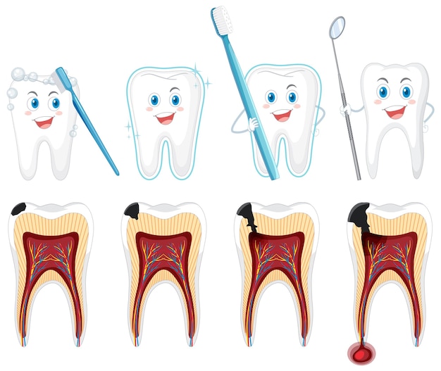 Vector gratuito conjunto de todo tipo de dientes sobre fondo blanco.