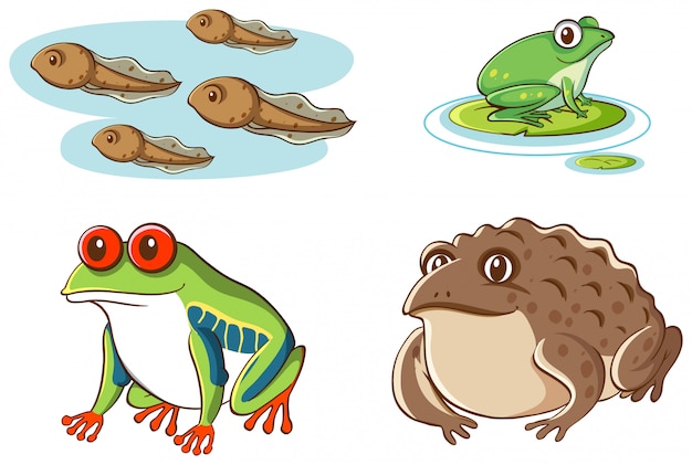 Vector gratuito cuadro aislado de renacuajos y ranas